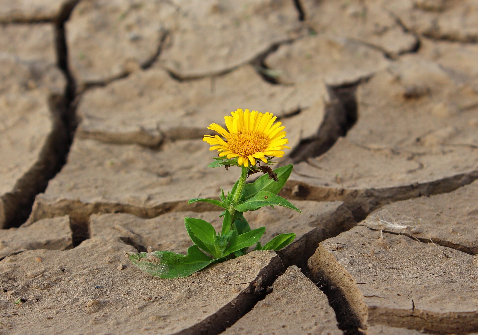 flower-887443_1920 flower-887443_1920